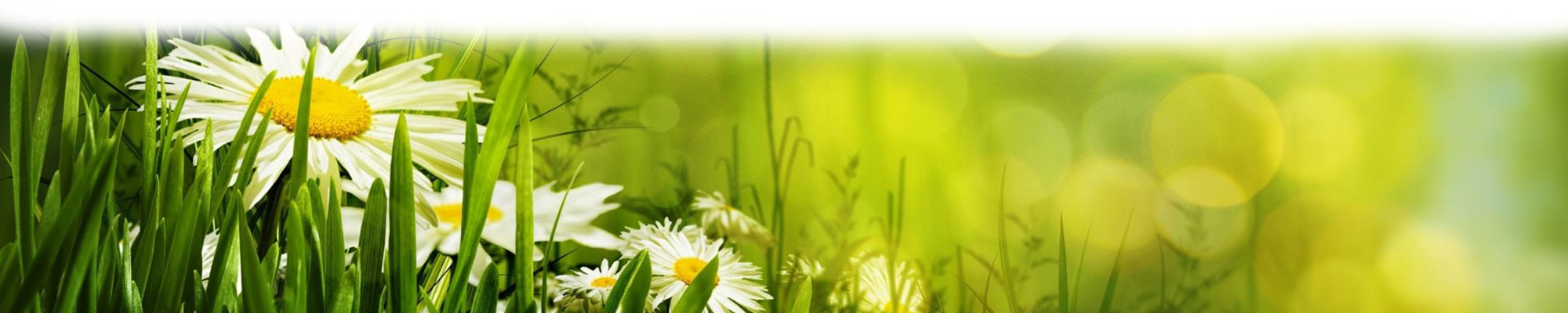 lente_arrangement_footer